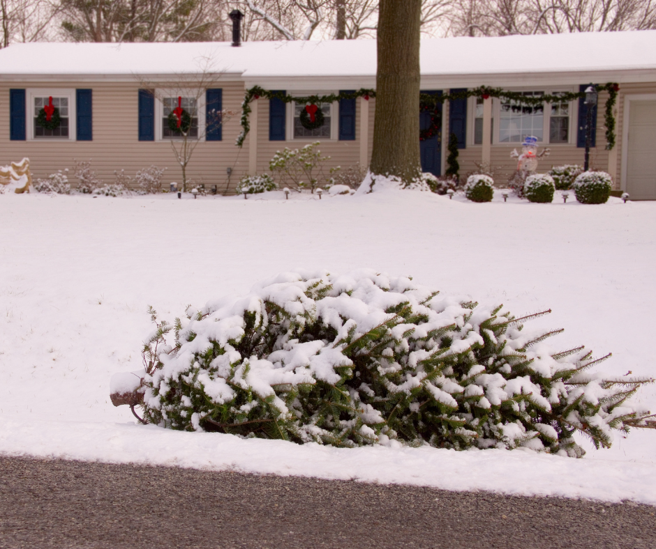 Four-foot, bare Christmas tree with a light dusting of snow on it lying next to the snow-covered curb with a house decorated for the holidays in the background