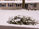 Four-foot, bare Christmas tree with a light dusting of snow on it lying next to the snow-covered curb with a house decorated for the holidays in the background